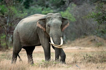அனுராதபுரம் பயிர்ச்செய்கை கிணற்றிலிருந்து யானையொன்று உடலமாக மீட்பு