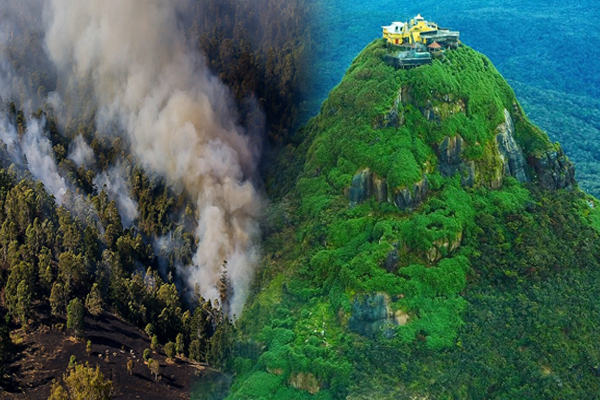 நல்லதண்ணி வனப்பகுதியில் காட்டு தீ பரவல் - ஐபிசி தமிழ்