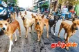 இலங்கையில் தெரு நாய்களின் எண்ணிக்கை உயர்வு