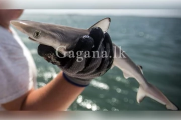 මෝරුන්ගේ ශරීරයේ තිබී හමු වූ භයානක දේ..