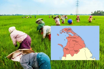 வடக்கில் சிறுபோக நெற்செய்கையில் எதிர்பார்க்கப்படும் அதி உச்ச விளைச்சல்