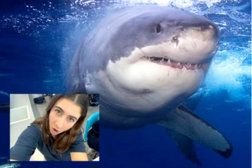 டால்பின்களுடன் நீந்தும் ஆசையில் சுறா மீனுக்கு இரையான சிறுமி