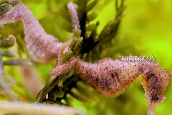 அருமருந்தாகும் கடல் குதிரை.. அரசாங்கம் விடுத்துள்ள எச்சரிக்கை | Importance Of Seahorses அருமருந்தாகும் கடல் குதிரை.. அரசாங்கம் விடுத்துள்ள எச்சரிக்கை | Importance Of Seahorses