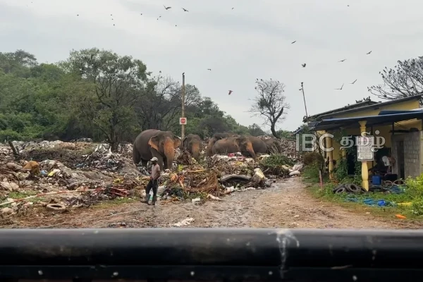 யானைகளை அருகினில் பார்க்க வேண்டுமா! கன்னியா குப்பை கிடங்கிற்கு வாருங்கள் | Opportunity To See Elephants Up Close In Kanniya