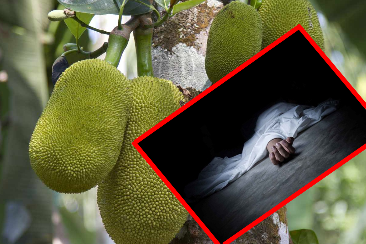 பலாப்பழம் மூக்கின் மீது தாக்கியதில் குடும்பஸ்தர் உயிரிழப்பு | Jackfruit That Fell Tree Hit Nose Man Death