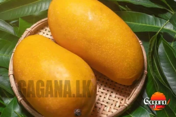 මෙන්න වැඩක්.. යාපනයේ අඹ ගෙඩි දෙකක් ලක්ෂ 8කට විකිණිලා.