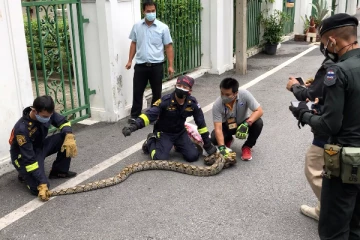 மலைப்பாம்பின் பிடியில் சிக்குண்ட பெண் மீட்பு!