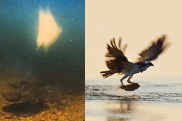 Viral Video: கடலின் உள்ளே இருந்த மீனை மூழ்கி வேட்டையாடிய கழுகு