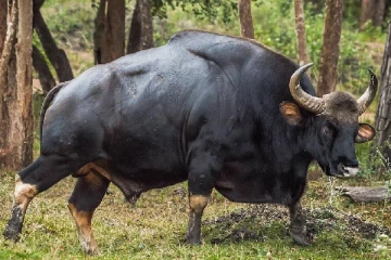 இந்தியாவிடமிருந்து காட்டெருமைகளை கோரும் இலங்கை!