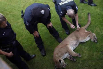 பிரிட்டிஷ் கொலம்பியாவில் காட்டு பூனை தாக்குதலுக்கு இலக்கான பெண்... ஆபத்தான நிலையில் மீட்பு