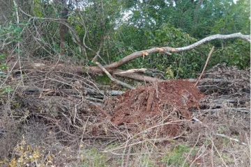 செட்டிகுளத்தில் பிரதேச செயலாளரின் ஆதரவுடன் தொடரும் காடழிப்பு: திலீபன் எம்.பி குற்றச்சாட்டு (PHOTOS)