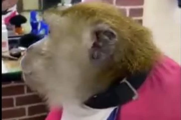 மனிதர்களை போல பார்லரில் ட்ரிம் செய்யும் குரங்கின் அரிய காட்சி... என்ன ஒரு வில்லத்தனம்!