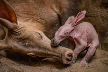 இங்கிலாந்தில் அதிசயம்: 90 ஆண்டுகளுக்கு பின்னர் பிறந்த உயிரினம்