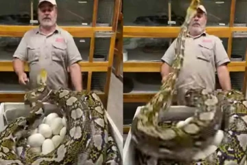 முட்டைகளை பாதுகாக்க அரங்கேறிய பாசப்போராட்டம்: நடுங்க வைக்கும் மலைப்பாம்பின் கோப காட்சி