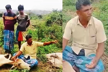 மயிலத்தமடுவில் தொடரும் அவலம்: மாடுகளை வேட்டையாடும் காவல்துறையினர் (காணொளி)