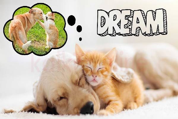 scientific facts: விலங்குகளுக்கும் கனவு தோன்றுமா? பலரும் அறியாத விடயம் | Which Animals Dream Like Humans