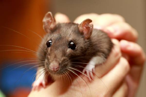 எலிக்காய்ச்சலால் இருவர் உயிரிழப்பு | Two People Died Due To Rat Fever