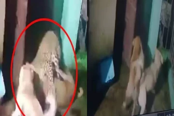 வீட்டிற்குள் நுழைந்த சிறுத்தையை துரத்திய நாய்கள்... வைரலாகும் பகீர் காட்சி!