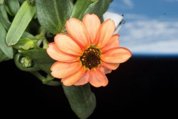 விண்வெளியில் பூத்த முதல் பூ; நாசா வெளியிட்ட புகைப்படம் வைரல் - என்ன பூ தெரியுமா?