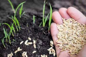 பயிர் செய்கைகளுக்கான விதைகளுக்கும் தட்டுப்பாடு