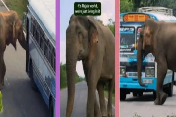 இலங்கையில் வரி வசூல் செய்யும் காட்டு ராஜா :வைரலாகும் காணொளி