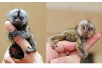 அடடா... என்ன அழகு... உலகின் மிகச்சிறிய விலங்கான பிக்மி மார்மோசெட்ஸ் சாப்பிடுற அழகை பாருங்க...