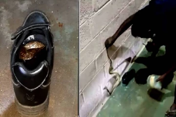 பதுங்கி இருந்து படமெடுத்த நாகம்.. ஷாக்கில் பள்ளி மாணவன்- வைரலாகும் வீடியோ!