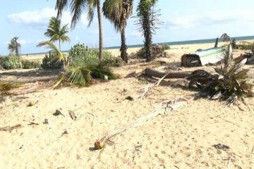 யாழுக்குள் திட்டமிட்டு கொண்டுவரப்பட்ட யானைகள் ; நடவடிக்கை எடுக்காத அதிகாரிகள்