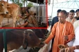 கோமியம் லீற்றருக்கு பத்து ரூபாய்; புதிய திட்டம் அறிமுகம்!