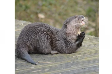 சூர்ய நமஸ்காரம் செய்யும் அதிசய கடற்சிங்கம்! வைரல் புகைப்படம்