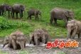 இலங்கை யானைகளுக்கு ஏற்பட்டுள்ள மோசமான நிலை!