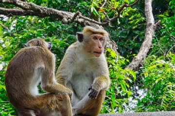 உயிருடன் இருக்கும் குரங்குகளின் மூளையை பச்சையாக எடுக்கும் சீனா! விசாரணையில் வெளியான தகவல்