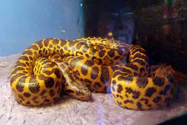 சிக்கியது காணாமல் போன அனகோண்டா குட்டி | Missing Yellow Anaconda Hatchling Found At Zoo