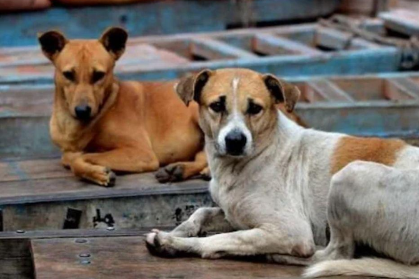 ஈவிரக்கமற்ற செயல் ; 500 தெருநாய்கள் விஷம் வைத்துக்கொலை | 500 Stray Dogs Poisoned To Death India Telangana