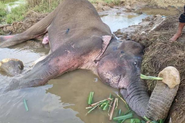 மிகவும் பரிதாபமான நிலையில் நிலையில்காட்டுயானை: கவலையில் பொதுமக்கள் | Sri Lanka Trincomalee Elephant Treatment