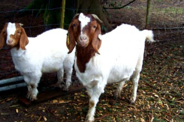 ஆடு வளர்ப்போருக்கு ஆச்சரியத்தை ஏற்படுத்திய அரசாங்கம்! | Goat Breeders Were Surprised By The Government