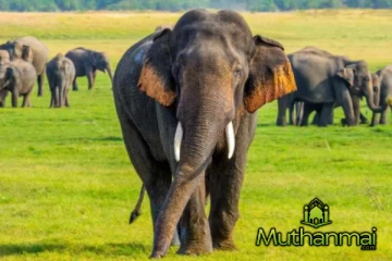 முன்னாள் ஜனாதிபதியின் திட்டத்தால் உயிரிழந்த 400 யானைகள்!