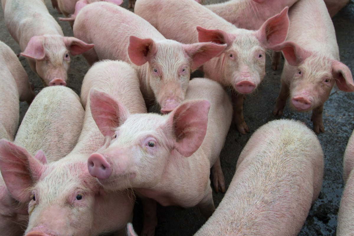 ஆபிரிக்க பன்றி காய்ச்சல் தொடர்பில் எச்சரிக்கை! | Warning Regarding African Swine Fever Srilanka