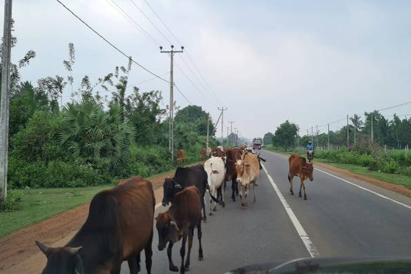 A 9 விதியில் ஏற்பட்டுள்ள அவல நிலை தொடருமா? | Jaffna Kandy Street Way A9 Street Hospital A 9 விதியில் ஏற்பட்டுள்ள அவல நிலை தொடருமா? | Jaffna Kandy Street Way A9 Street Hospital