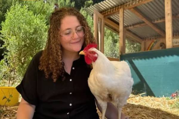 கோழிகள் மீது கொண்ட அன்பால் இளம்பெண்ணுக்கு 5 ஆண்டு சிறை தண்டனை! அப்படி என்ன செய்தார்? | California Woman Prison Sentence For Chicken Theft கோழிகள் மீது கொண்ட அன்பால் இளம்பெண்ணுக்கு 5 ஆண்டு சிறை தண்டனை! அப்படி என்ன செய்தார்? | California Woman Prison Sentence For Chicken Theft