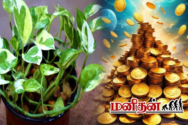 உங்க வீட்டுல மணி பிளான்ட் இருக்கா? அப்போ இந்த தவறை செய்யாதீங்க | Mistakes Growing Money Tree At Your Home