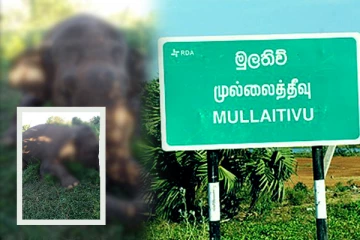 முல்லைத்தீவில் மின்சார வேலியில் சிக்கிய காட்டுயானை உயிரிழப்பு