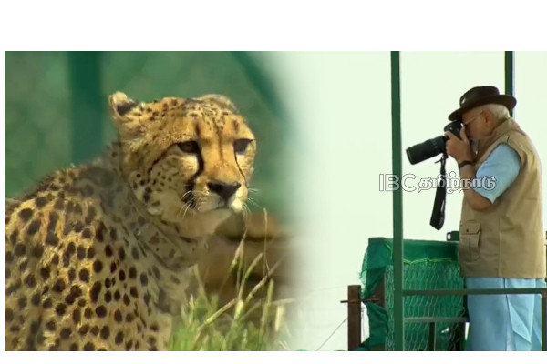 narendra-modi-viral-video-cheetahs narendra-modi-viral-video-cheetahs