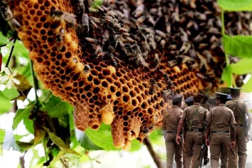 பதுளையில் தேன் எடுக்கச் சென்ற இளைஞனுக்கு நேர்ந்த கதி!