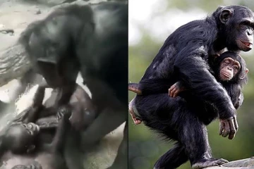 காண்போரை உருகச் செய்யும் சிம்பன்சி குரங்குகளின் கொஞ்சல்