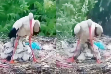 கொட்டும் மழையிலிருந்து தனது குஞ்சுகளை காப்பாற்ற போராடும் தாய் பறவை! வீடியோ வைரல்