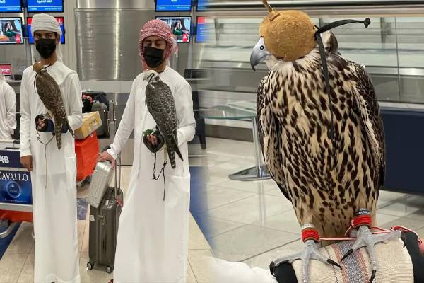 பருந்துக்கு தனி பாஸ்போர்ட் - எந்த நாட்டில் தெரியுமா? | Kite Have Their Own Passport Which Country It Is