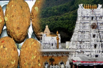 திருப்பதி பிரசாத லட்டில் விலங்குகளின் கொழுப்பு; பக்தர்கள் அதிர்ச்சி