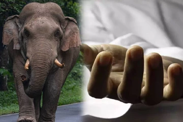 யானை தாக்கி குடும்பஸ்தர் படுகாயம்