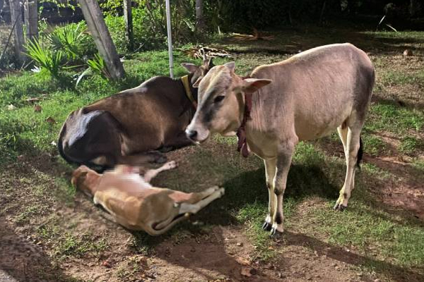 மட்டக்களப்பில் ஆலயத்திற்கு அருகில் கண்ணீருடன் நிற்கும் தாய்: கண்கலங்க வைத்த சம்பவம் | Calf Died In Accident Mother Cow Standing In Tears